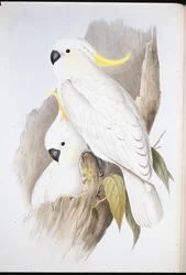 Cacatua ciuffato (Cacatua galerita)