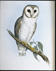 Gufo delicato (Strix Delicatulis)