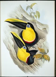 Tucano dubbioso (Ramphastos Ambiguus)