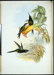 Colibrì imperatrice (Eugenia imperatrix)