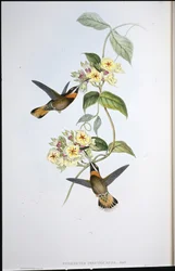 Colibrì barbuto dalla coda fulva (Threnetes cervinicauda)