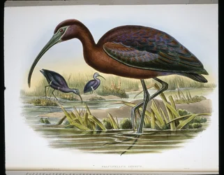 Ibis lucido