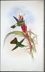Plumeleteer dalla coda dorata (Hypuroptila Urochrysia)