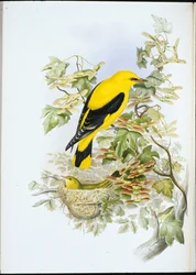 Rigogolo (Oriolus Galbula)