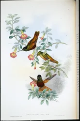 Fronte dorata (Helianthea Eos)