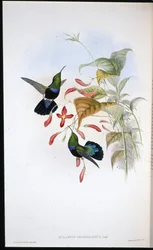 Carib dal petto verde erba (Eulampis chlorolaemus)