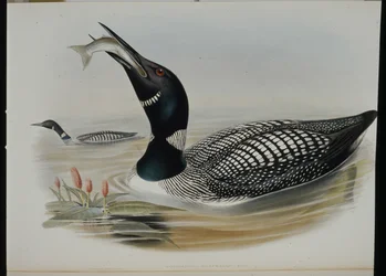 Strolaga maggiore (Colymbus Glacialis)