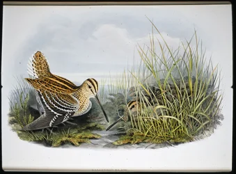 Grande beccaccino (Gallinaco Major)