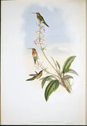 Eremita codaverde (Phaethornis viridicaudata)
