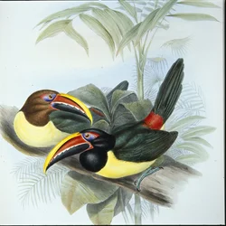 Aracari verde (Pteroglossus Viridis)