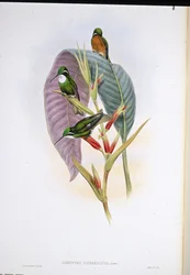 Colibrì dalla coda grigia (Oreopyra Cinereicauda)
