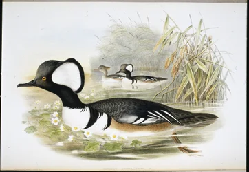 Smergo cappuccio (Mergus cucullatus)