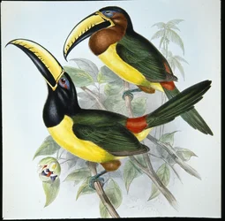 Aracari di Humboldt (Pteroglossus Humboldti)