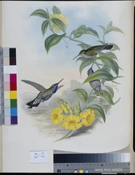 Colibrì (Delattria Clemenciae)