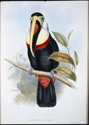 Tucano inca (Ramphastos inica)