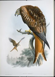 Nibbio reale (Milvus Regalis)