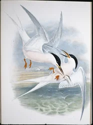 Nibbio reale (Milvus Regalis)