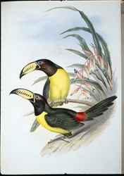 Aracari letterato