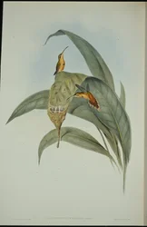 Eremita piccolo (Phaethornis eremita)