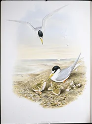 Sterna minore