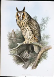 Gufo comune (Otus Vulgaris)