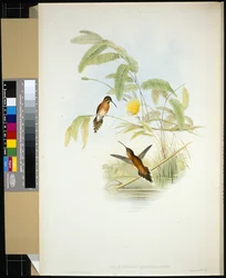 Eremita di Longuemare (Phaethornis Longuemareus)