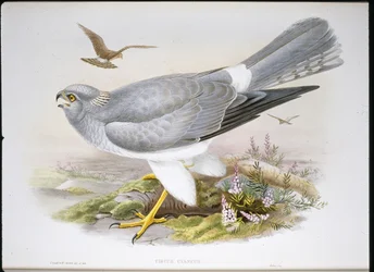 Falco di palude (Circus Aeruginosus)