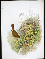 Usignolo