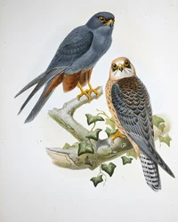 Lodolaio dalle zampe arancioni (Erythropus Vespertinus)