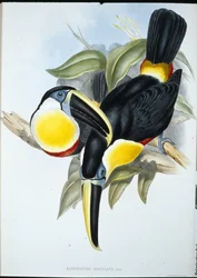 Tucano osculante (Ramphastos Osculans)