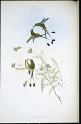 Coda a racchetta peruviana (Spathura peruana)