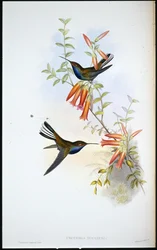 Colibrì dalla coda pezzata (Urochroa Bougieri)