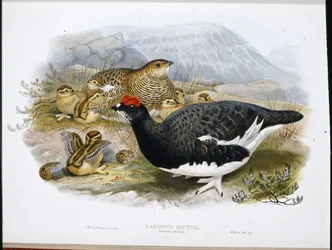 Pernice bianca (Lagopus Mutus)