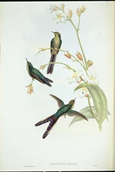 Colibrì cometa dalla coda viola (Sparganura Glyceria)