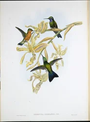 Colibrì dalla gola viola (Oreopyra Calolaema)