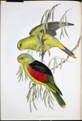 Lori dalle ali rosse (Aprosmictus Erythropterus)
