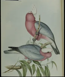 Cacatua rosa (Cacatua Eos) (litografia colorata a mano)