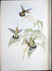 Eremita di Rucker (Glaucis Ruckeri)