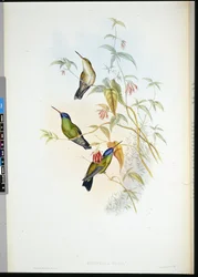 Portatore di fiamma rossiccia (selasphorus rufus)