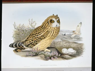 Gufo dalle orecchie corte (Brachyotus Palustris)
