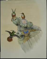 Coquette di Salvin (Lophornis Adorabilis)