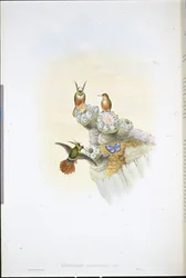 Colibrì di Salvin (Lophornis Adorabilis)