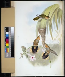 Smergo (grypus naevius)