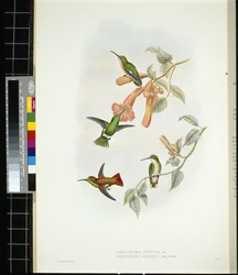 Raggio di sole splendente (aglaeactis cupreipennis)