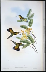 Ala a sciabola cupa (Campylopterus obscurus)
