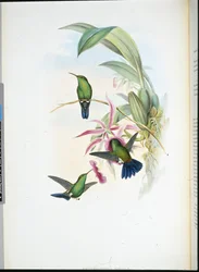 Eritronota di Sofia (Erythronota Sophiae)