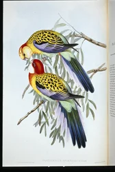 Parrocchetto splendido (palatycercus Splendidus)