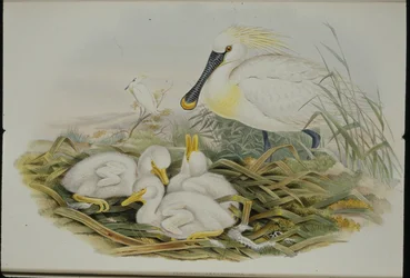 Spatola (Platalea Leucorodia)