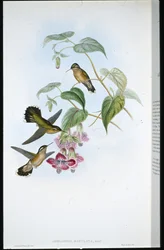 Adelomyia maculata