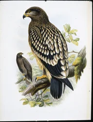 Aquila macchiata (Aquila Naevia)